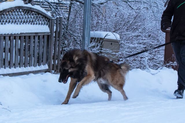 Milo vetää omistajaansa canicrossissa